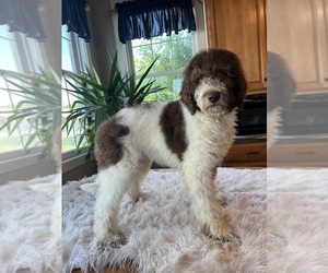 Poodle (Standard) Puppy for sale in ELKTON, KY, USA