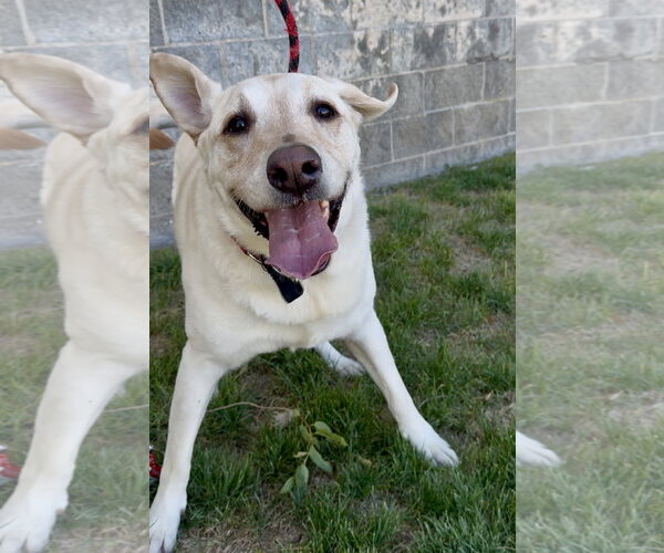 Medium Photo #5 Labrador Retriever-Unknown Mix Puppy For Sale in Sandy, UT, USA