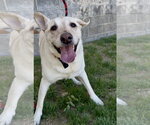 Small #4 Labrador Retriever Mix
