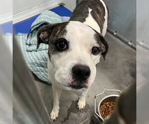 American Bulldog-Unknown Mix Dogs for adoption in Tavares, FL, USA