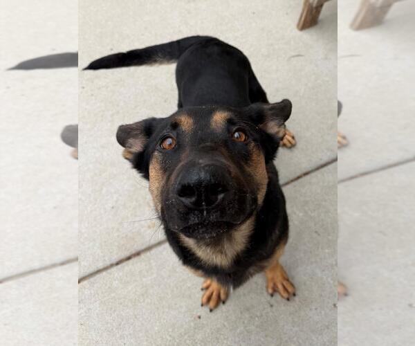 Medium Photo #1 German Shepherd Dog-Unknown Mix Puppy For Sale in Tulsa, OK, USA