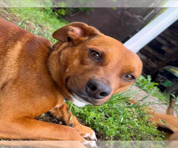 Medium Photo #1 Chihuahua-German Shepherd Dog Mix Puppy For Sale in Tulsa, OK, USA