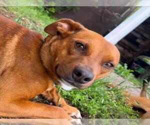 Chihuahua-German Shepherd Dog Mix Dogs for adoption in Tulsa, OK, USA
