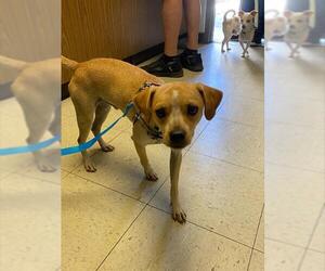 Medium Chihuahua Mix