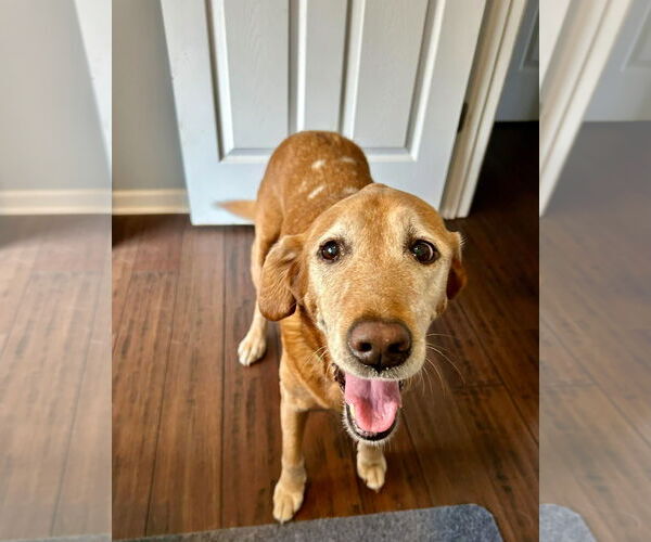 Medium Photo #2 Labrador Retriever-Unknown Mix Puppy For Sale in Mount Pleasant, SC, USA