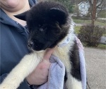 Small Photo #4 Akita Puppy For Sale in CHESAPEAKE, OH, USA