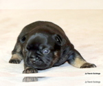Small Photo #45 French Bulldog Puppy For Sale in WINNSBORO, TX, USA