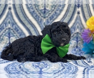 Poodle (Miniature) Puppy for sale in LANCASTER, PA, USA