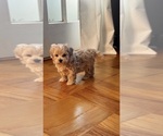Small #3 Maltipoo