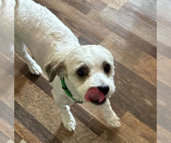 Medium Photo #3 Mal-Shi Puppy For Sale in Fargo, ND, USA