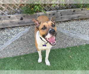 Arcee - Female American Staffordshire Terrier-Unknown Mix Dog for Adoption - Photo #4