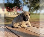 Small Photo #2 German Shepherd Dog Puppy For Sale in GARDEN CITY, TX, USA