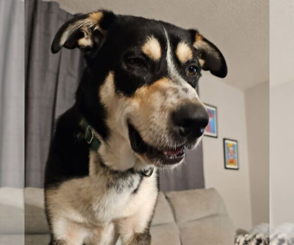 Medium Photo #13 Mutt Puppy For Sale in Fargo, ND, USA