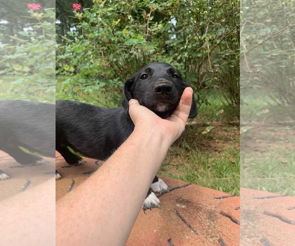 Medium Photo #3 Pembroke Welsh Corgi-Unknown Mix Puppy For Sale in Wakefield, RI, USA