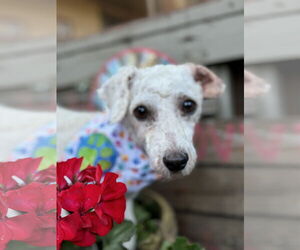 Bichon Frise Dogs for adoption in Sioux Falls, SD, USA