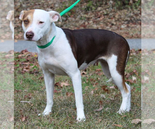 Medium Photo #1 Siberian Husky-Unknown Mix Puppy For Sale in Prattville, AL, USA