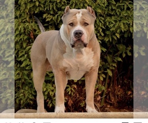 Father of the American Bully puppies born on 09/08/2019