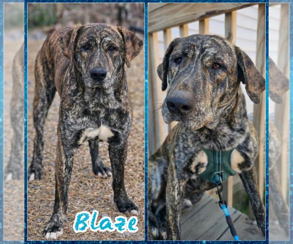 Medium Photo #1 Mastador Puppy For Sale in Blacksburg, SC, USA