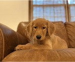 Small #4 Golden Retriever