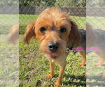 Small Photo #2 Mutt Puppy For Sale in Tarrytown, GA, USA