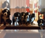 Small Photo #4 Bernese Mountain Dog Puppy For Sale in SOUTHWORTH, WA, USA