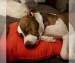 Small #16 American Pit Bull Terrier Mix