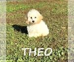 Image preview for Ad Listing. Nickname: Theo