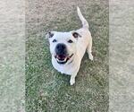 Small Labrador Retriever Mix