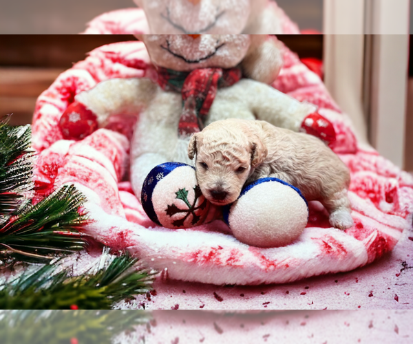 Medium Photo #7 Poodle (Miniature) Puppy For Sale in DUNDEE, OH, USA