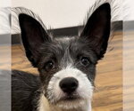 Small Mutt