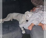 Small #2 Labrador Retriever Mix