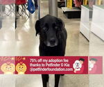 Small #4 Great Dane-Labrador Retriever Mix