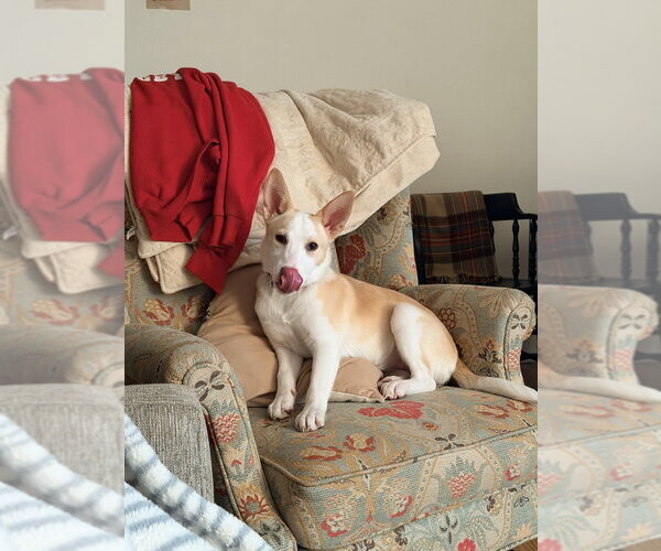 Medium Photo #12 Basenji-Labrador Retriever Mix Puppy For Sale in Brewster, NY, USA