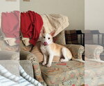 Small Photo #12 Basenji-Labrador Retriever Mix Puppy For Sale in Brewster, NY, USA