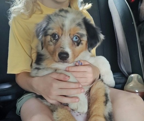 Medium Photo #1 Australian Shepherd Puppy For Sale in TUSCUMBIA, AL, USA