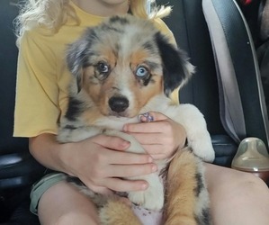 Australian Shepherd Puppy for Sale in TUSCUMBIA, Alabama USA
