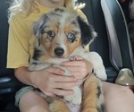 Litter of 5 - Male(s) and Female(s) Australian ShepherdLitter of Puppies for Sale - Small photo