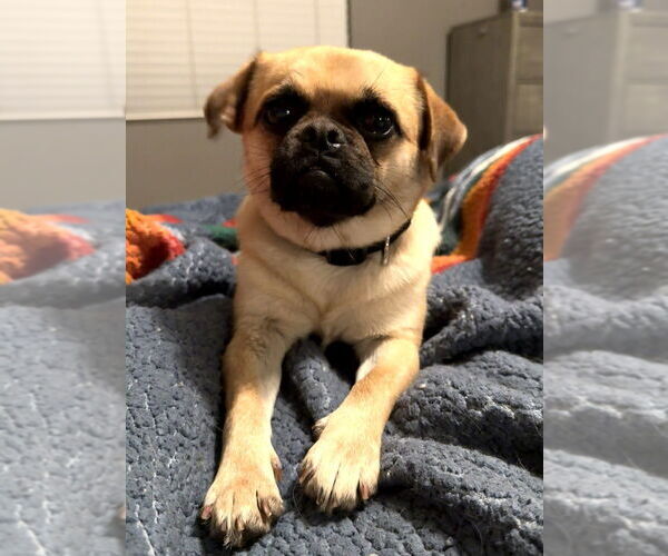 Medium Photo #3 Pug-Unknown Mix Puppy For Sale in San Bernardino, CA, USA