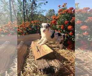 Medium Miniature Australian Shepherd