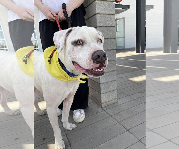 Medium Photo #12 Bulldog-Staffordshire Bull Terrier Mix Puppy For Sale in Chandler, AZ, USA