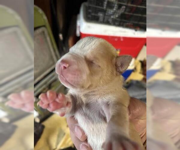 Medium Photo #1 Mutt Puppy For Sale in Houston, TX, USA