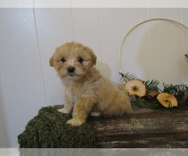Medium Photo #20 Maltipoo (Miniature) Puppy For Sale in SUGARCREEK, OH, USA