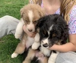 Image preview for Ad Listing. Nickname: Aussie puppies