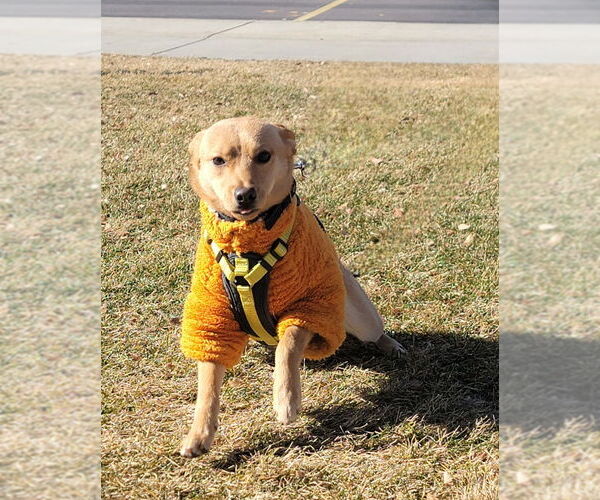 Medium Photo #5 Chihuahua-Unknown Mix Puppy For Sale in Sandy, UT, USA