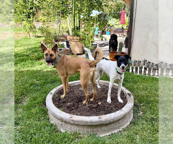 Medium Photo #9 Holland Shepherd-Unknown Mix Puppy For Sale in San Juan Capistrano, CA, USA