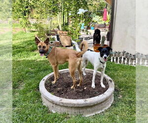 Clever - Male Holland Shepherd-Unknown Mix Dog for Adoption - Photo #9