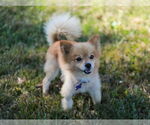 Small Photo #3 Pomeranian Puppy For Sale in Cookeville, TN, USA