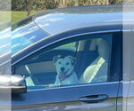 Small #11 English Setter-Labrador Retriever Mix
