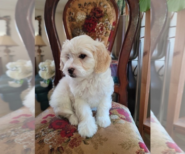 Medium Photo #6 Lhasa Apso Puppy For Sale in PHOENIX, AZ, USA