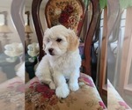 Small #5 Lhasa Apso